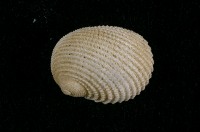 藏品(真珠蜑螺)的圖片